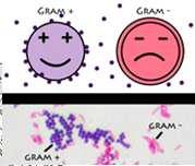 overfladisk bruk (hud/slimhinner); inneholder ikke antibiotika (eks: pyrisept, klorhexidin og corsodyl)   overfladisk bruk (hud/slimhinner); inneholder ikke Det er blitt antibiotika vanlig (eks: å