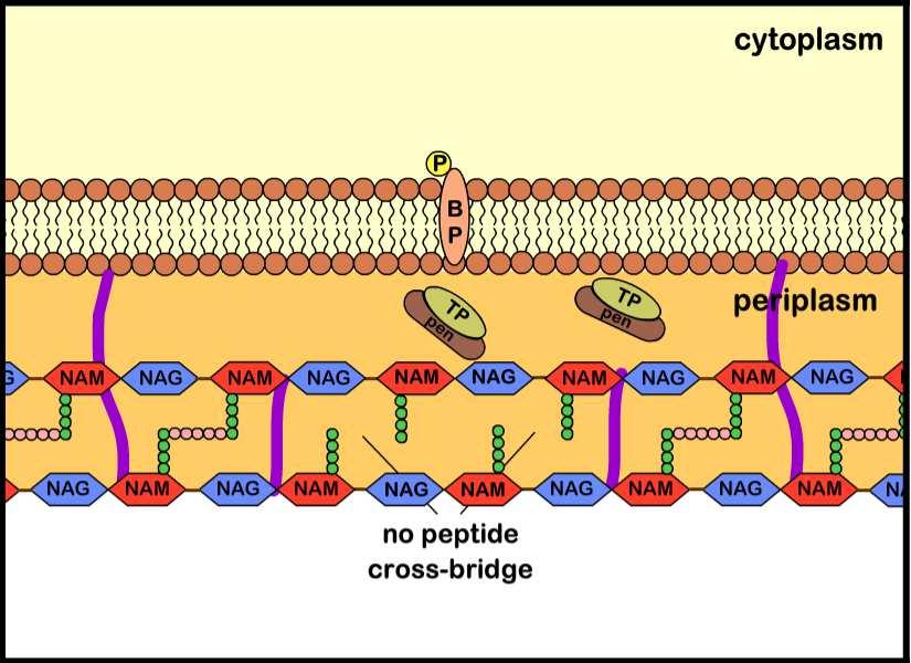 Celleveggsantibiotika-oversikt Betalaktamer Binder seg til transpeptidasene (penicillinbindende proteiner; PBP) hemmer enzymaktiviteten Hindrer kryssbinding Cellevegg: Betalaktamer Cellevegg: