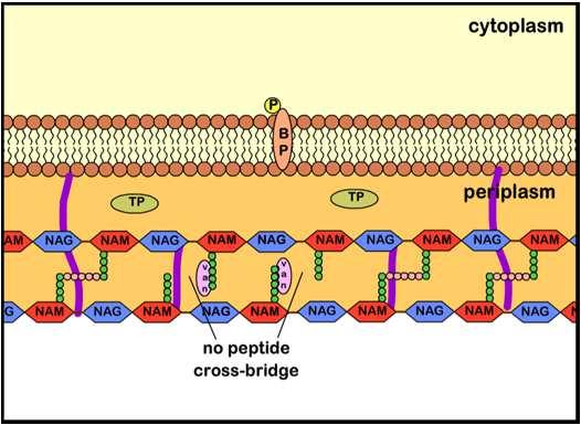 Glykopeptider Cellevegg: glykopeptider Binder seg til peptidkjeden NAG-NApeptidet blir utilgjengelig for