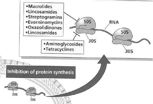 Tetracyclin, doksycyclin Nye: inocyclin, tigecyclin KW Gammelsrud 2017 Tuberkulostatika Isoniazid (1952) - Celleveggsyntesehemmer Rifampicin (1968) - RNA-syntesehemmer