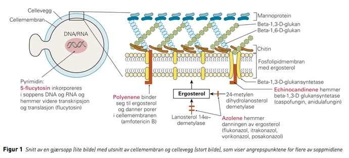 Antimykotika Azoler (hemmer ergosterol-syntesen): Fluconazol(Diflukan ) God effekt på de fleste Candida-artene. Fungistatisk.