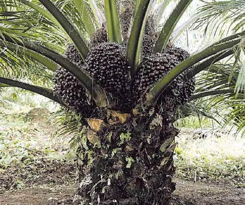 VLOGA: nega las (konice, silikoni), nega suhe kože Olje oljne palme: OLJNA PALMA (Elaeis guineensis) Izvira iz Afrike. Sodi med palmovke (Arecacea). Je tropsko drevo. Olje se stiska iz plodov.