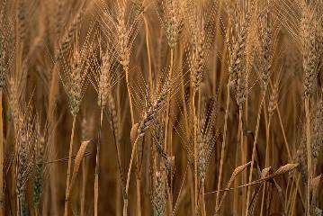 Passi flora = trpljenka; simbolizira Kristusovo krono (''roža trpljenja''. Plod je zelo okusen (marakuja). Olje se stiska iz semen.