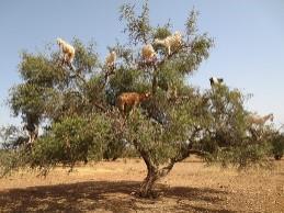 Ta drevesna vrsta je endemit (raste samo tam) in je zavarovana (na seznamu naravne dediščine). Koze plezajo na drevo in jejo plodove.