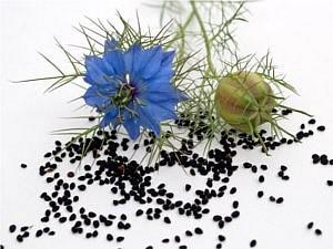 sončenje) Olje črne kumine: ČRNA KUMINA (Nigella sativa) Izvira iz jugozahodne Azije. Sodi med zlatičevke (Ranunculaceae).