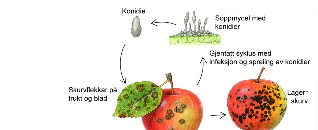 Livssyklus til epleskurv-soppen (Venturia