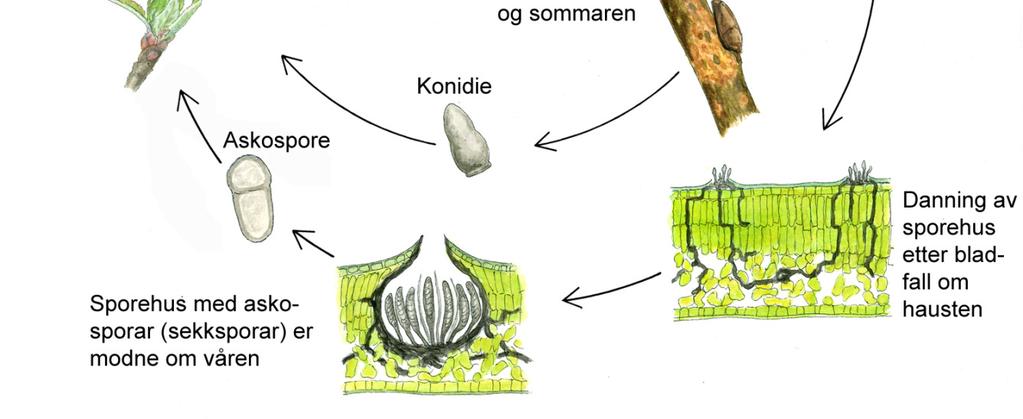 spreidde med regnsprut innan trea eller til