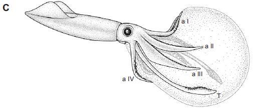 Tegningen illustrerer hvordan blekksprutarten Todarodes pacificus holder en eggkapsel. Tegningen er hentet fra: Puneeta P, Vijai D, Yoo HK, Matsui H, Sakuray Y. 2015.