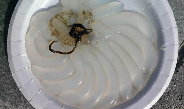 10 cm lange eggsekkene ble funnet på et tau under en flytebrygge på Austevoll, og de tilhører trolig blekksprutslekten Loligo.