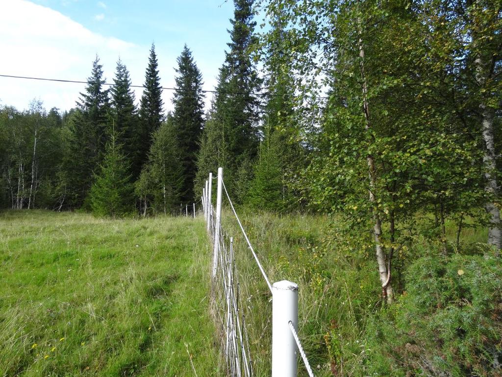 Figur 3. Variasjon i beitetrykk innad en semi-naturlig eng med beitepreg på grunn av gjæring (Foto: S. Aune/NIBIO). 4.1.