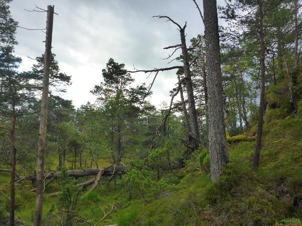 at man får lokalitetskvalitet og tilslutt lokalitetsverdi, som i sin tur må også legges inn i NiNapp.