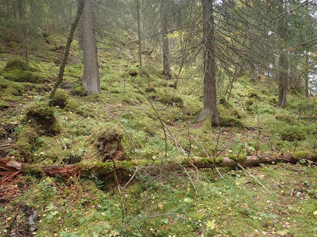 Tidsbruk - Skog er ofte utfordrende å avgrense og tidsbruken vil derfor være preget av dette siden flere av de foreslåtte variabler er veldig tidkrevende.