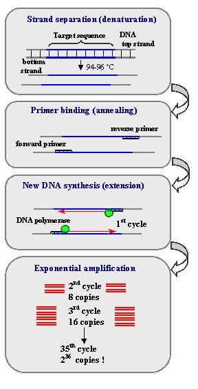 Figur 2. Figuren illustrerer hva som skjer i PCR reaksjonsmiksen inne i en varmeblokk (11).