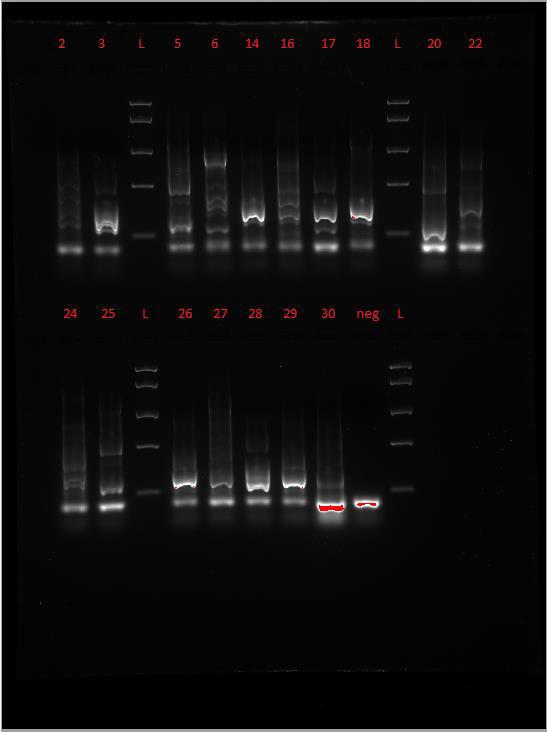 Primer, assay 1 Bilde