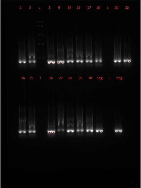 Primer, assay 2 Bilde