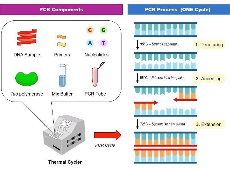 (http://ib.bioninja.com.au/standard-level/topic-3-genetics/35-genetic-modification-and/pcr.html) 6. Kvalitetskontroll - Bruk av DNA standard - Negativ kontroll for hver elektroforese 7.