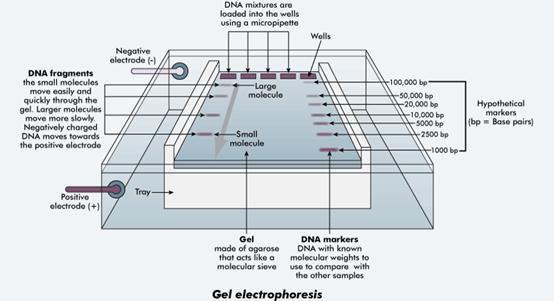 GelRedTM er tilsatt gelen, fordi det fester seg til DNA og gjør det synlig, ved hjelp av UV kamera. 9.