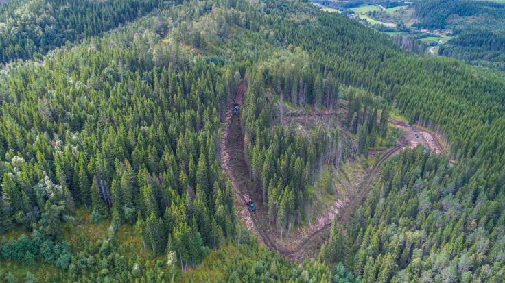 SKOG - Økt avvirkning i Trøndelagsskgen Økt avvirkningen fra dagens nivå til 1.2 mill.