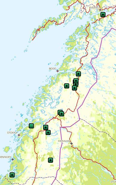 19 påviste tap av sau og lam til gaupe sommeren 2017.