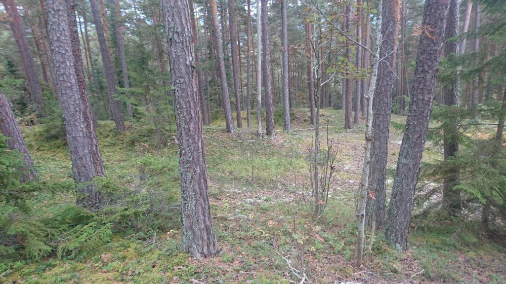 BioFokus og NINA har utført naturfaglige undersøkelser av 40 skogsområder i Buskerud, Vestfold, Oslo og Akershus med fokus på kartlegging av kalkskogsverdier.
