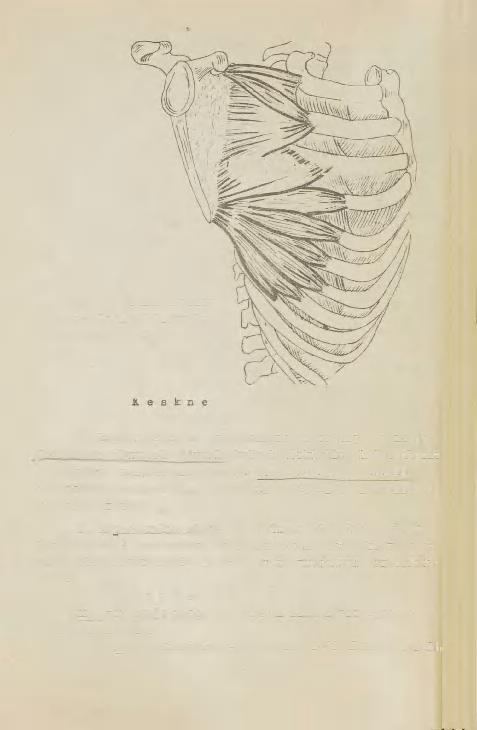 n. serratus у' anterior Joon. 33. Rinna heterohtoonsed lihased t. süva kiht) M.serratus anterior. Ut, joon.34 ).
