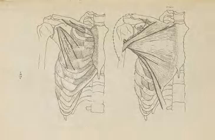 m.pectoralis^ "Щ-~^тгуог\^ Joon.34.