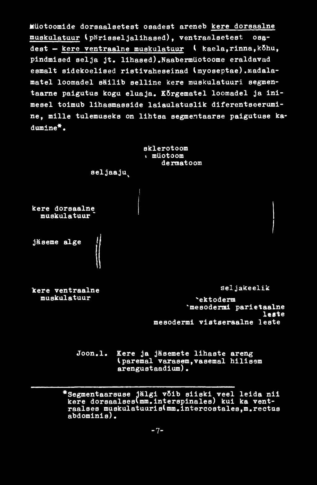 ntaarse paigutuse kadumine* seljaaju x sklerotoom «müotoom dermatoom kere dorsaalne muskulatuur~ jäseme alge kere ventraalne muskulatuur seljakeelik