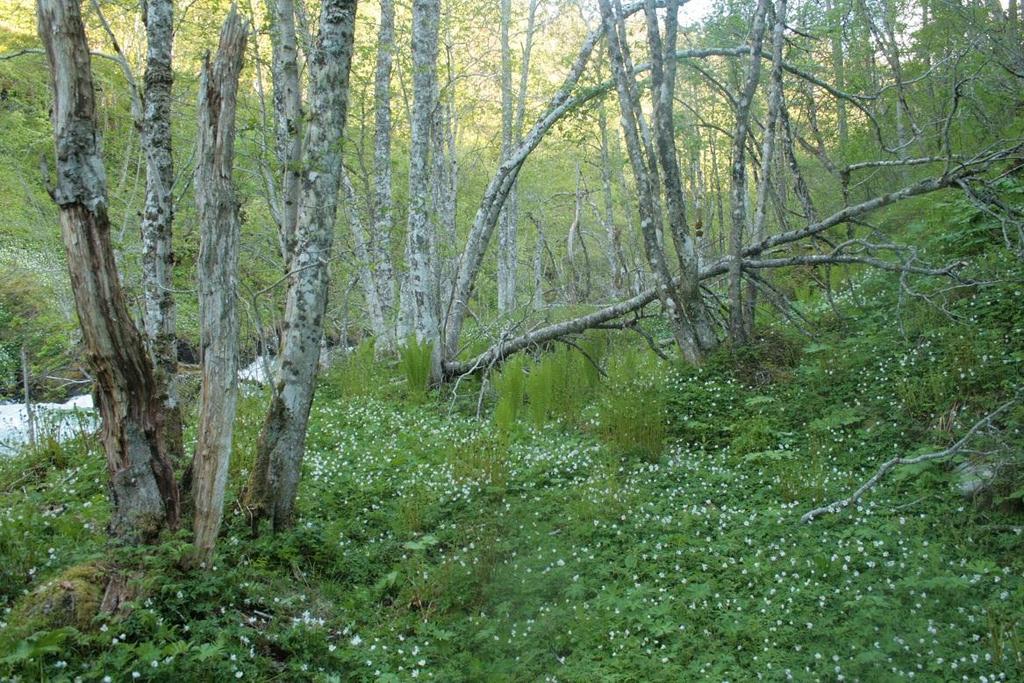 Side 5 Naturtypen gråor-heggeskog På vestsida av elva, eit parti frå kvennhuset og oppover står det ein god del gråor, delvis ganske grov, med ein del ståande og noko liggande daudved.