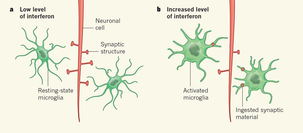 immunopatogenesen for SLE