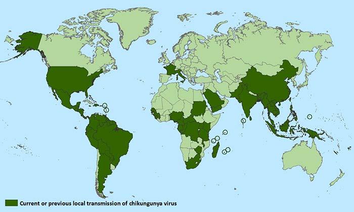 CHIKUNGUNYA DENGUEFEBER Dengue =stiv og stakato Arbovirus Mygg: Aedes egypti og Aedes albopictus 390 millioner tilfeller per år (WHO), 96 millioner kliniske tilfeller årlig (fhi) Norge: 2015: 98,