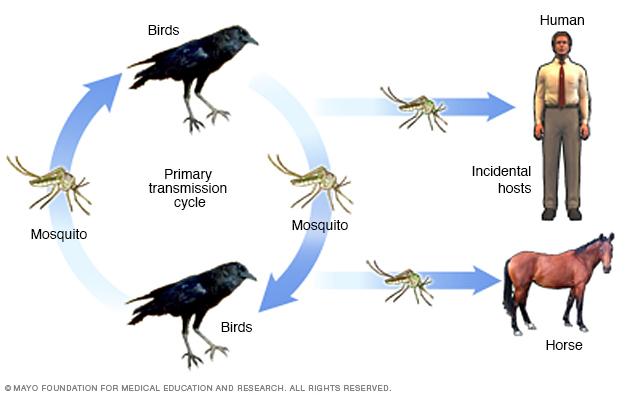 WEST NILE VIRUS Flavivirus (Arbovirusfamilien) Utbredt i Afrika, Asia, Midtøsten, Sør Europa og Amerika Fugler er reservoir, men blir ikke syke 1 av