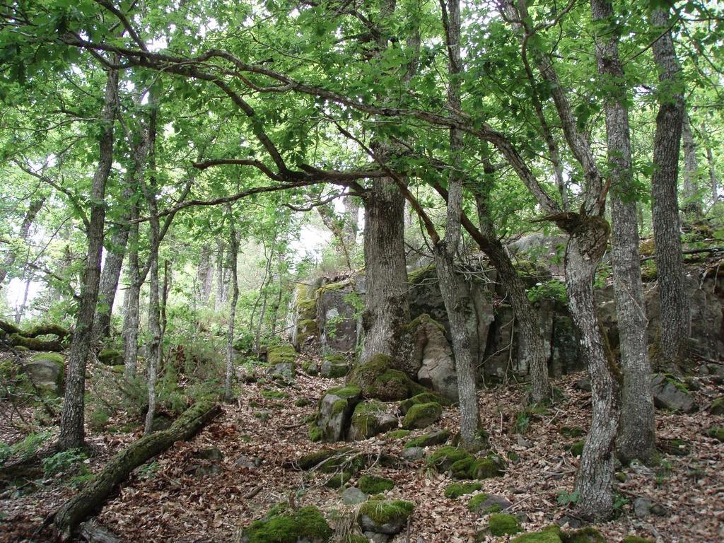 72 Forslag til naturtyper av nasjonal forvaltningsinteresse Reviderte naturtypebeskrivelser Per Arild