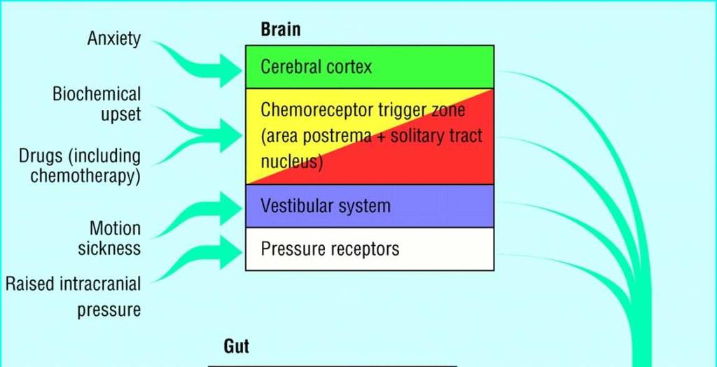 The emetic process-pathways of emesis