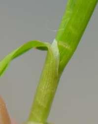 capillaris Agrostis