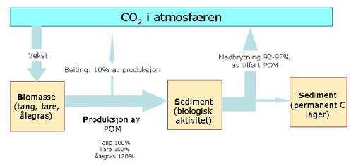 Utfordringer for tang- tareproduksjon(3): Klima og miljø Klimaeffekt Dyrking av tare vil gi et signifikant bidrag til det nasjonale klimaregnskapet.