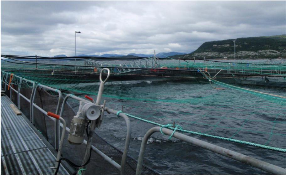 Bakgrunnen for reguleringsplanen er at Eide fjordbruk ville søke om utviding av anlegg. Under orkanen Nina 10 januar 2015 sleit anlegget Ospeneset seg og kom i drift i Fensfjorden/Austerfjorden.