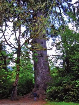 Figur 7 Verdens tredje største tre i volum er en sitkagran (Picea sitchensis). Den vokser i staten Washington i USA ved innsjøen Quinault. (kilde wikipedia; Walter Siegmund).