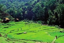 Skogsbruk og jordbruk side om side; rismarker og blandet løvskog i Milke