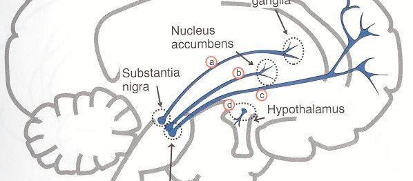 De fire dopaminerge baner i hjernen a) Nigrostriatale bane. EPS b) Mesolimbiske bane. Eufori og positive symptom c) Mesokortikale bane.