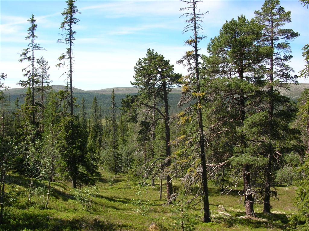 Bilder fra området Drevja Ø Typisk skog for området;