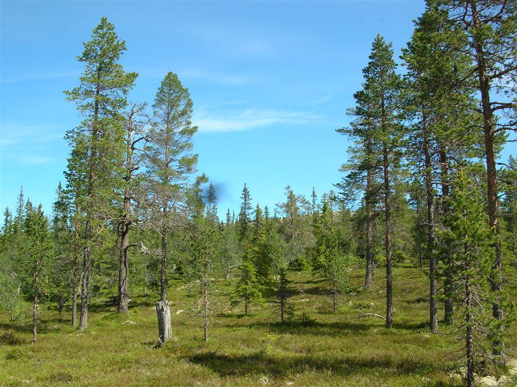 trealder og lite dødved.