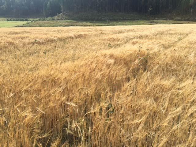 FELTFORSØK STEINKJER - LEVANGER - VERDAL 12 KG