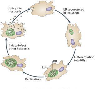 Penicillin eller makrolider????? Clin. Microbiol. Rev. October 2004 vol. 17 no. 4 697-728 Transmission electron micrograph of M.