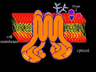 Pradaxa, Xarelto, Eliquis ABC