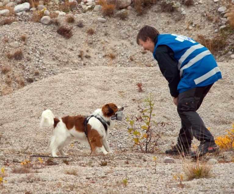 Markering av sporgjenstand: Apportering. Kan foregå at hunden kommer til deg med gjenstand, eller plukker opp og du henter. Dekk. Gå frem til hunden og belønner.