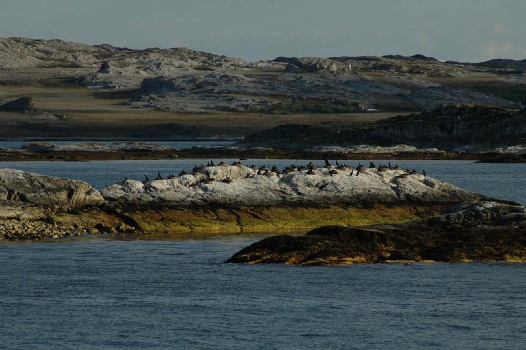 Forord NINA har fått i oppdrag å utarbeide en beskrivelse av kunnskapsstatus for sjøfugl i Barentshavet sør.
