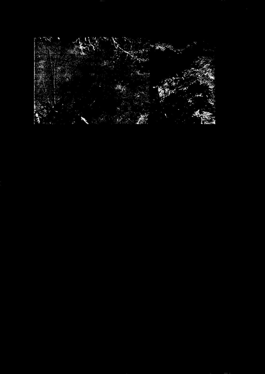 4 ( han 1. Figur 5: Olsøybekken 20.5.2015. Bildet til venstre viser bunnen etter utgraving. Tydelig avtrykk etter gravemaskinskuffe vises i leira som er igjen.