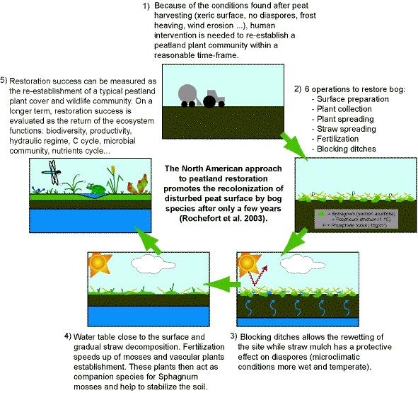 5) Re-etablering av et typisk myr-økosystem: - biodiversitet - produktivitet - karbonbinding 1) Sårbar overflate, rask etablering av myrplantesamfunn 2) Restaureringstiltak - preparering av overflata