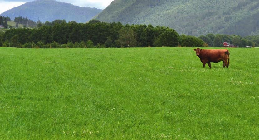 Jordbruksoppgjøret: Langt ut på jordet: Limousin og de andre kjøttferasene har et stykke å gå for å komme fremst på forhandlingsbordet til Norges Bondelag.