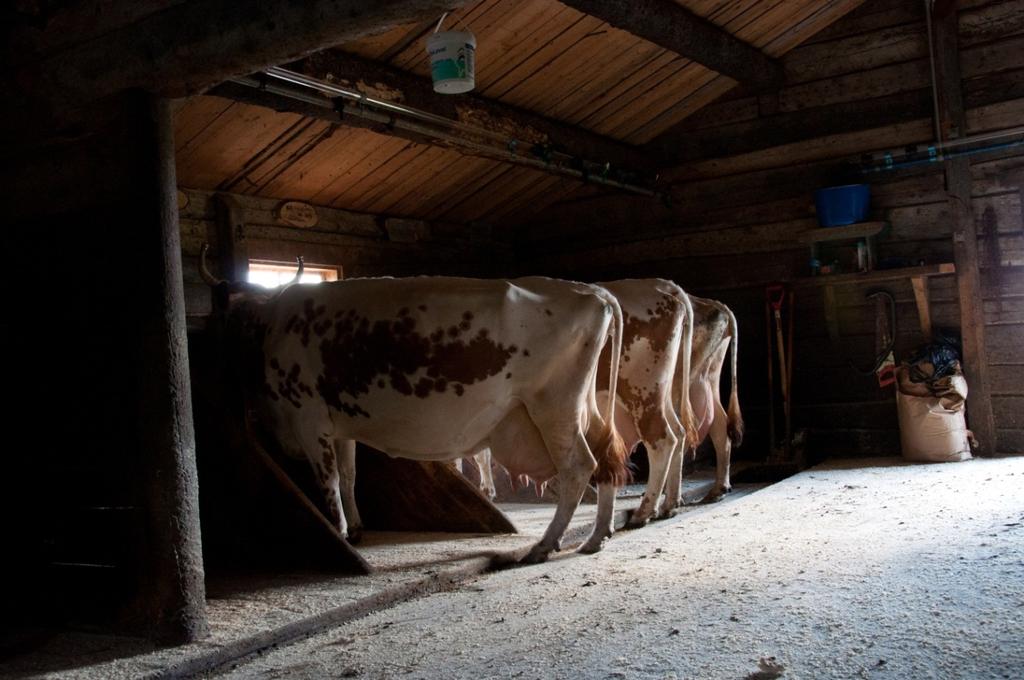 ressurser, spesielt innen foredling av planter og skogplanter, samt innen karakterisering av nasjonalt genmateriale innen husdyr, planter og skogtrær med tanke på kartlegging av verdiene disse